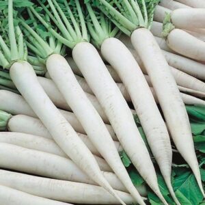 White Carrot
