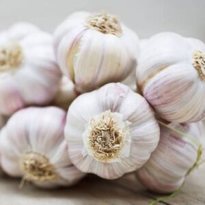Garlic